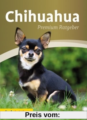 Chihuahua: Premium Ratgeber